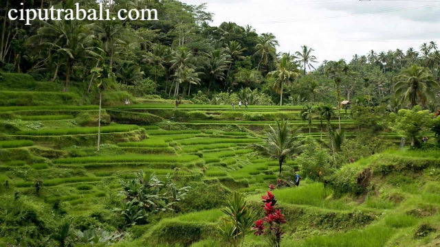 Eksplorasi Terasering Hijau Tegalalang Bali